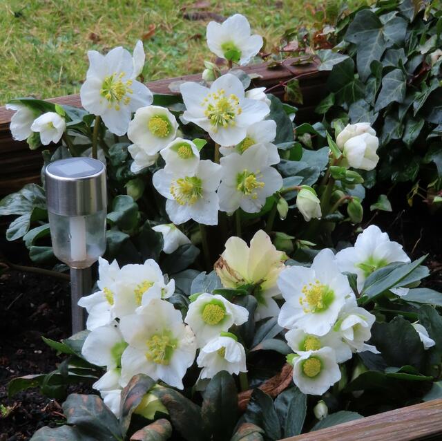 Ausschnitt aus dem Original-Foto. | Foto: M. A.