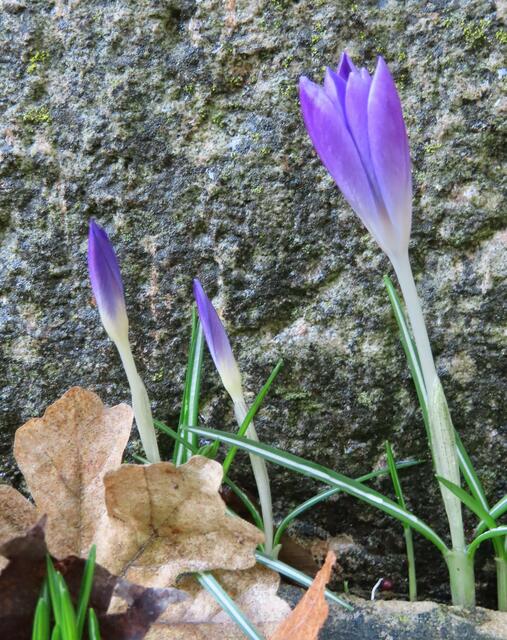 Ausschnitt aus dem Original-Foto. | Foto: M. A.