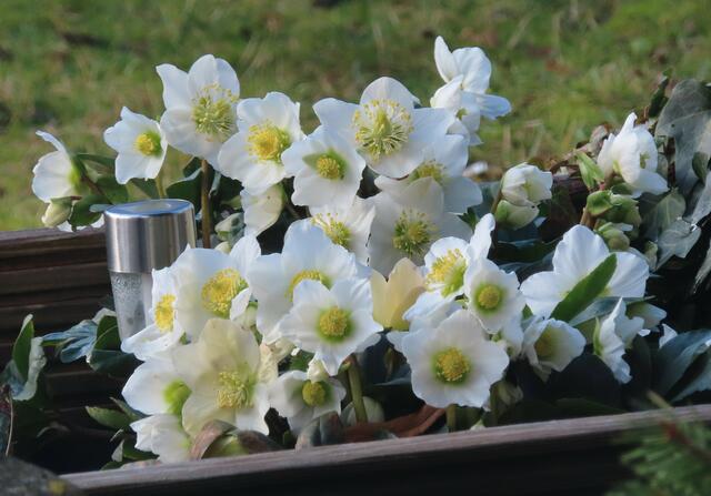 Ausschnitt aus dem Original-Foto. | Foto: M. A.