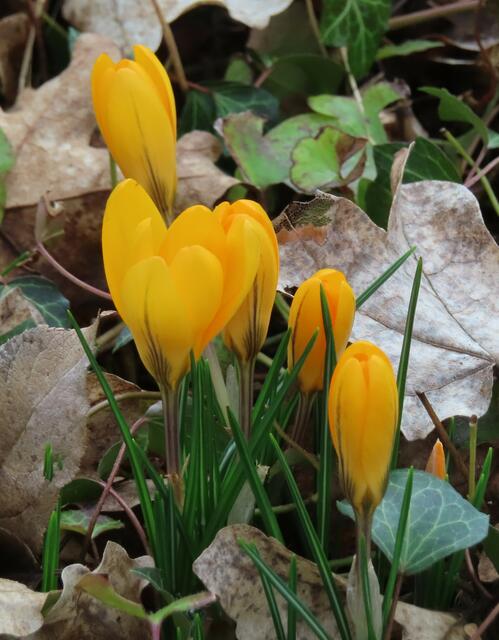 Ausschnitt aus dem Original-Foto. | Foto: M. A.