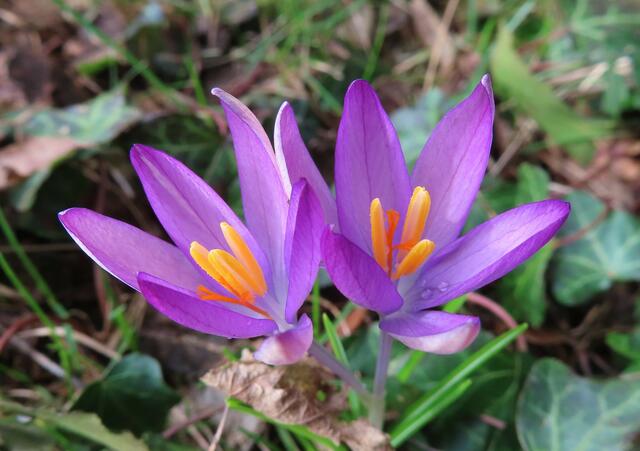 Ausschnitt aus dem Original-Foto. | Foto: M. A.