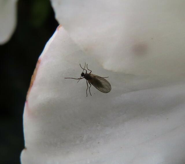 Ausschnitt aus dem Original-Foto. | Foto: M. A.