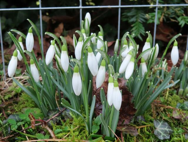 Ausschnitt aus dem Original-Foto. | Foto: M. A.