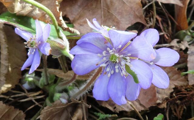 Ausschnitt aus dem Original-Foto. | Foto: M. A.