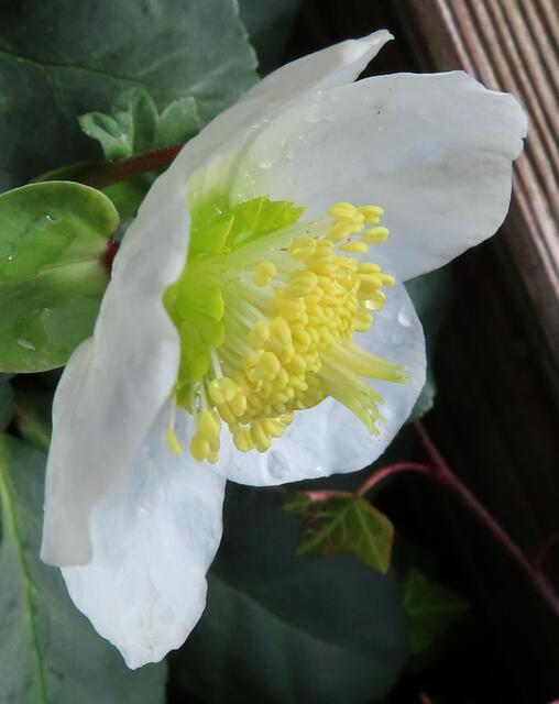 Ausschnitt aus dem Original-Foto. | Foto: M. A.