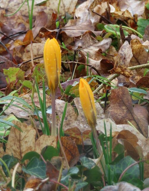 Ausschnitt aus dem Original-Foto. | Foto: M. A.