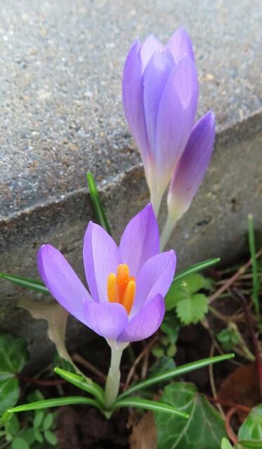 Ausschnitt aus dem Original-Foto. | Foto: M. A.