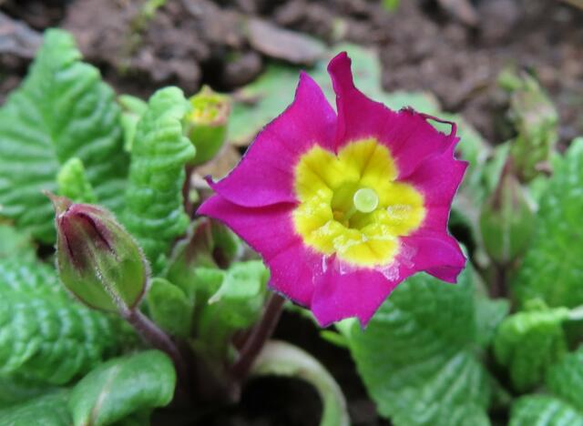 Ausschnitt aus dem Original-Foto. | Foto: M. A.