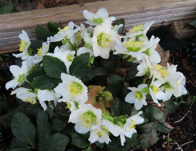 Ausschnitt aus dem Original-Foto. | Foto: M. A.