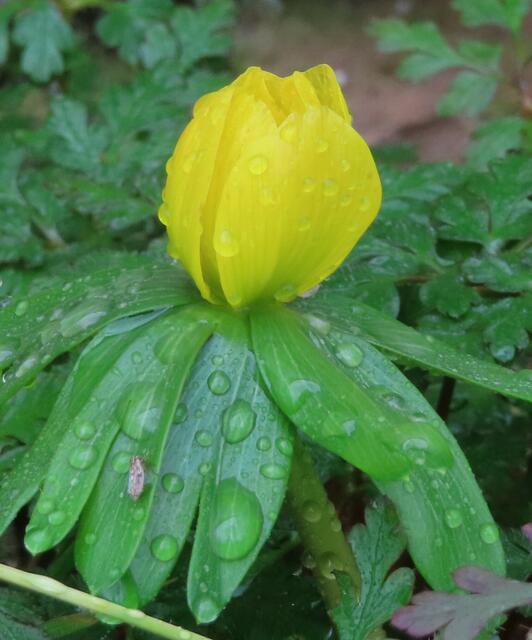 Ausschnitt aus dem Original-Foto. | Foto: M. A.