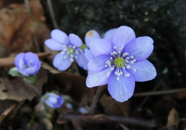 Ausschnitt aus dem Original-Foto. | Foto: M. A.