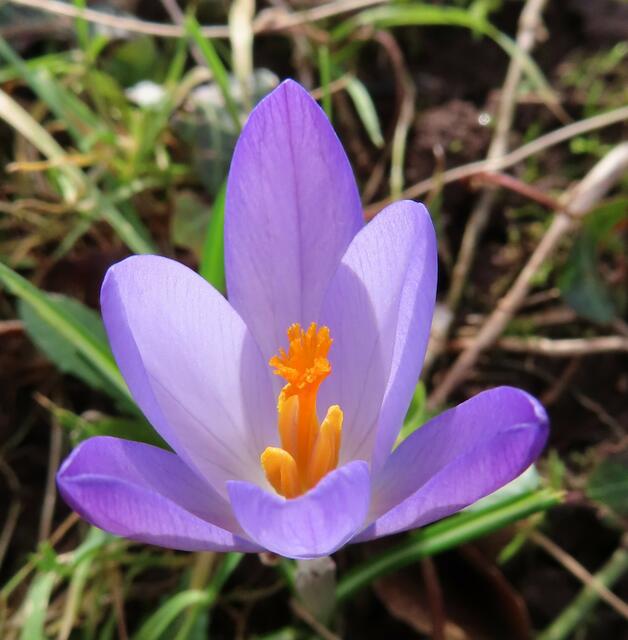 Ausschnitt aus dem Original-Foto. | Foto: M. A.