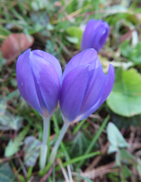 Ausschnitt aus dem Original-Foto. | Foto: M. A.