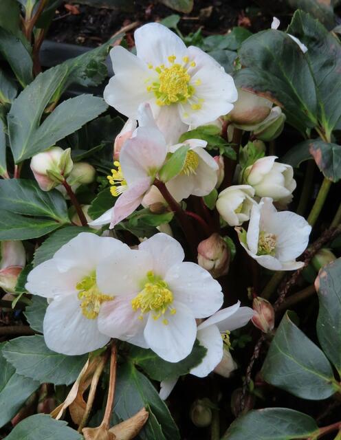 Ausschnitt aus dem Original-Foto. | Foto: M. A.