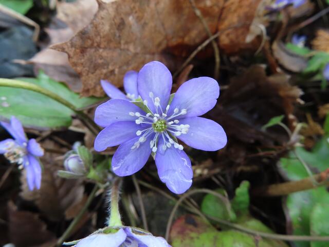 Ausschnitt aus dem Original-Foto. | Foto: M. A.