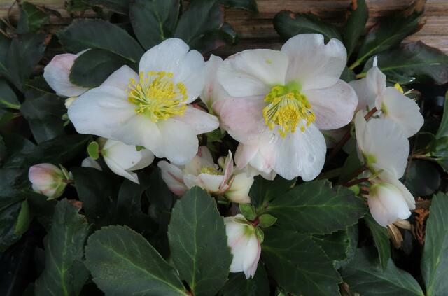 Ausschnitt aus dem Original-Foto. | Foto: M. A.