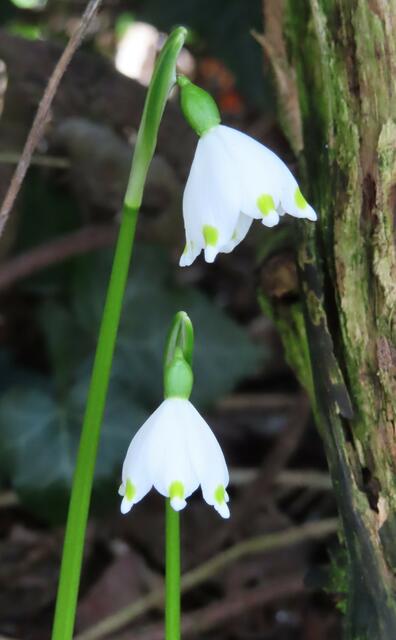 Ausschnitt aus dem Original-Foto. | Foto: M. A.