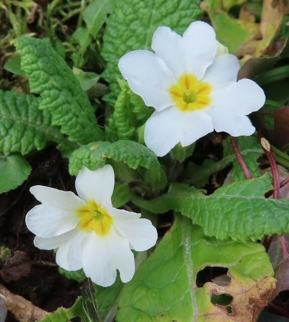 Ausschnitt aus dem Original-Foto. | Foto: M. A.