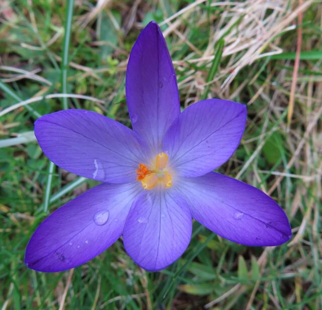 Ausschnitt aus dem Original-Foto. | Foto: M. A.