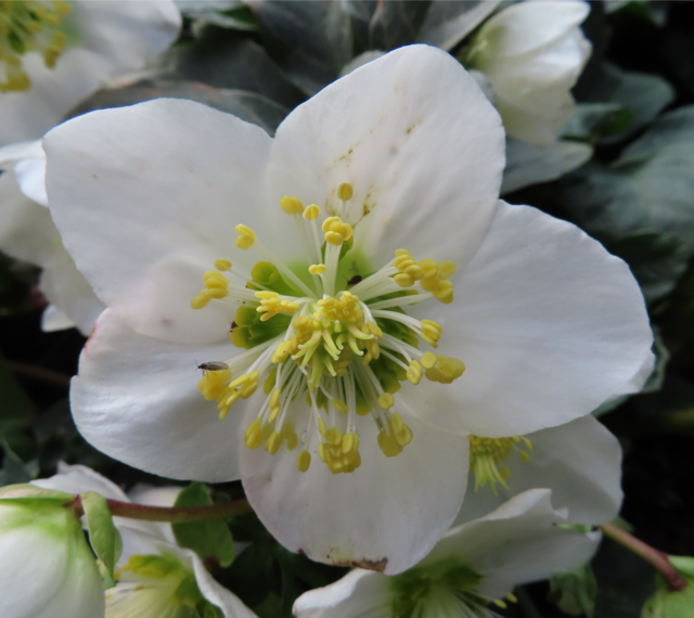 Ausschnitt aus dem Original-Foto. | Foto: M. A.