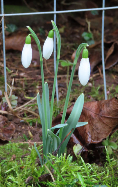 Ausschnitt aus dem Original-Foto. | Foto: M. A.