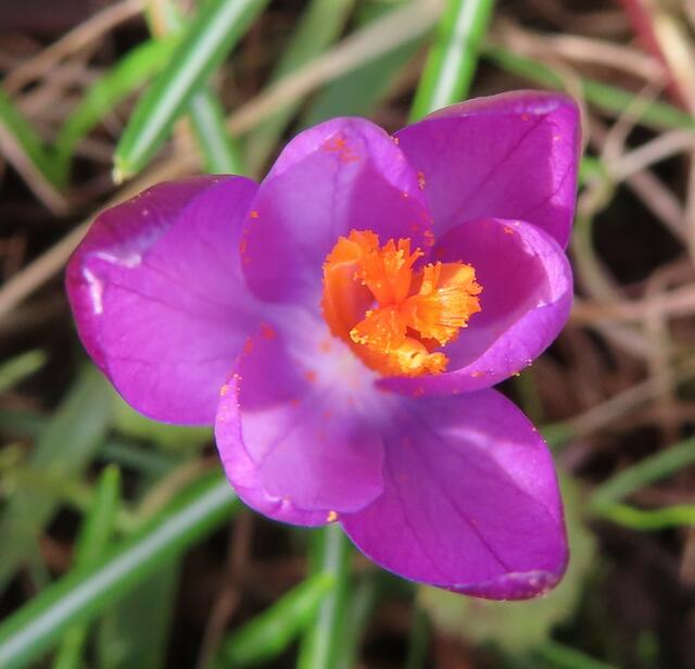 Ausschnitt aus dem Original-Foto. | Foto: M. A.