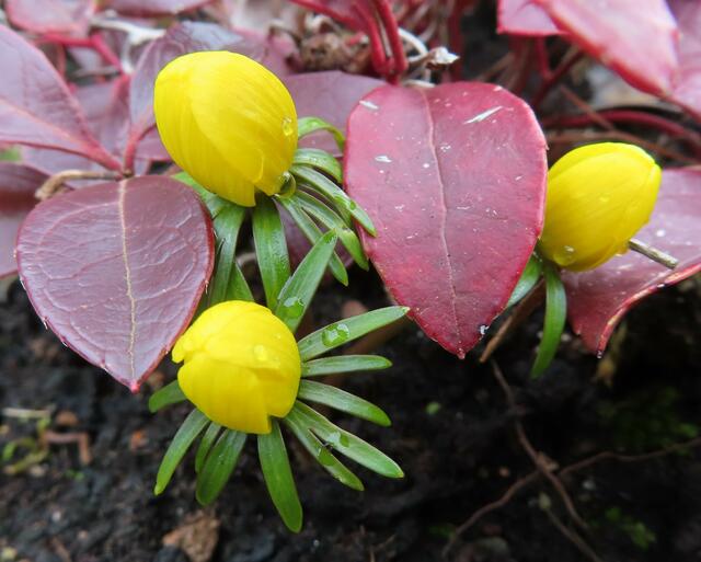 Ausschnitt aus dem Original-Foto. | Foto: M. A.