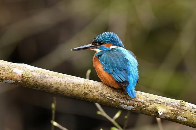 Eisvogel " Weibchen " | Foto: Copyright Andreas Schäfer