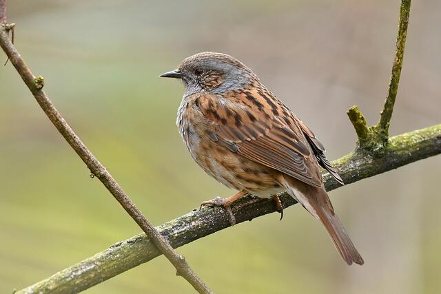 Heckenbraunelle | Foto: Copyright Andreas Schäfer