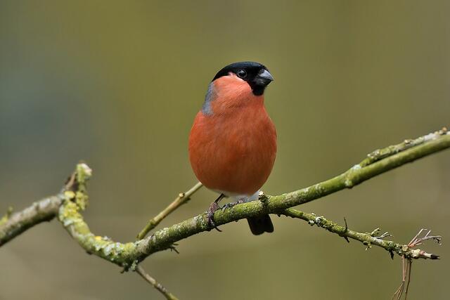 Gimpel " Männchen " | Foto: Copyright Andreas Schäfer