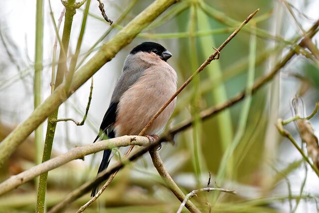 Gimpel " Weibchen " | Foto: Copyright Andreas Schäfer