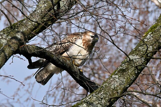 Bussard | Foto: Copyright Andreas Schäfer