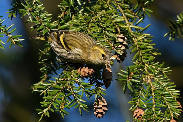 Erlenzeisig " Weibchen " | Foto: Copyright Andreas Schäfer