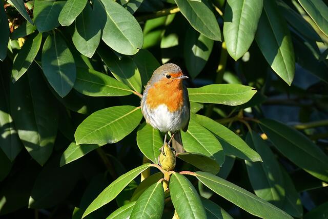 Rotkehlchen | Foto: Copyright Andreas Schäfer