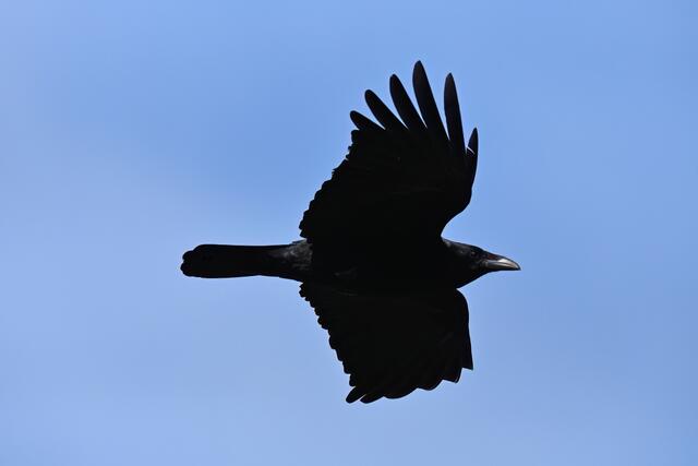 Krähe | Foto: Copyright Andreas Schäfer