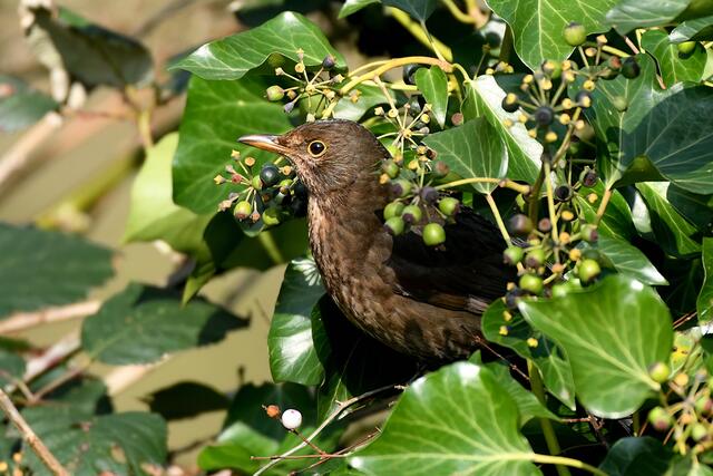 Amsel | Foto: Copyright Andreas Schäfer