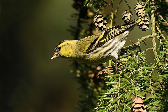 Erlenzeisig " Männchen " | Foto: Copyright Andreas Schäfer