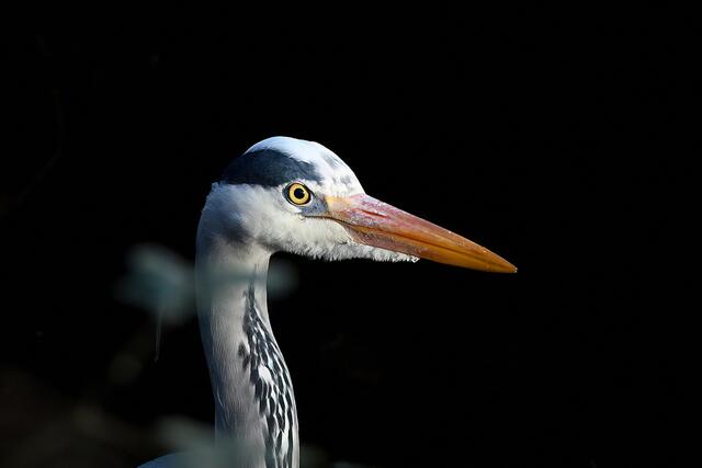 Graureiher | Foto: Copyright Andreas Schäfer