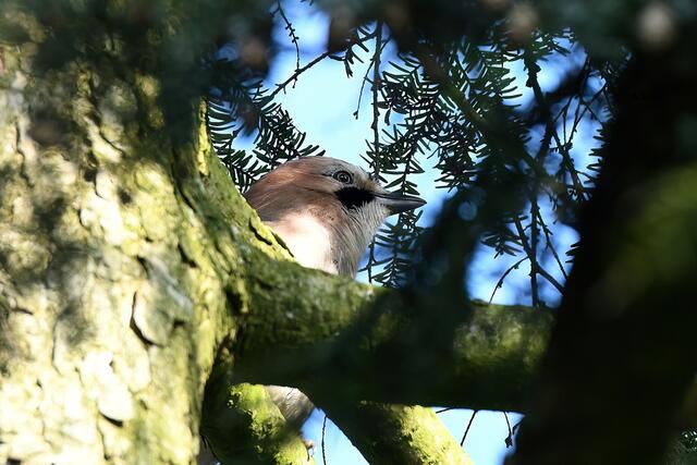 Eichelhäher | Foto: Copyright Andreas Schäfer