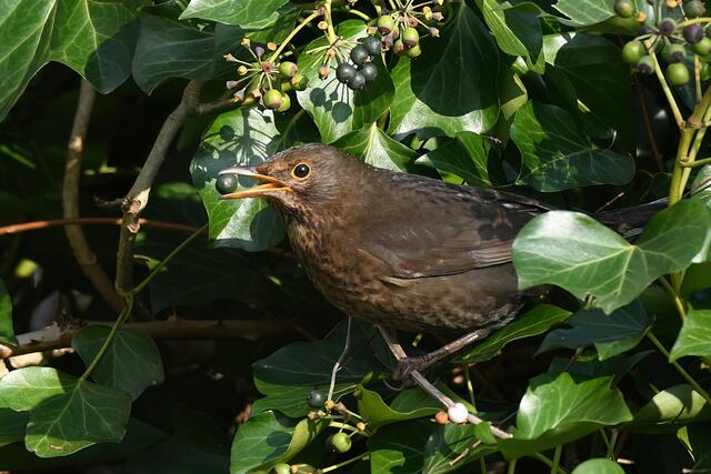 Amsel | Foto: Copyright Andreas Schäfer