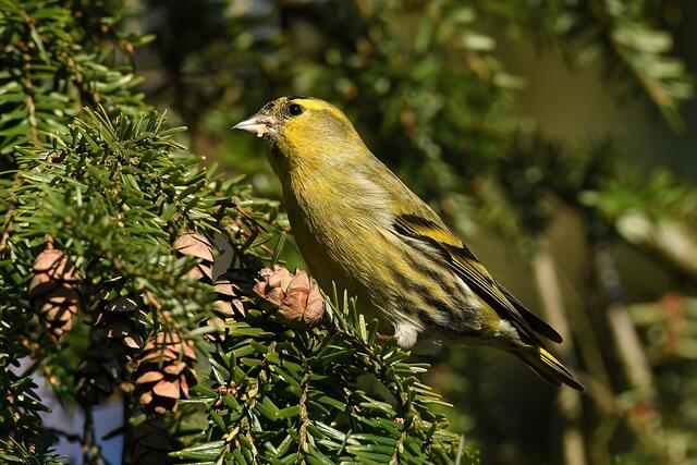 Erlenzeisig " Männchen " | Foto: Copyright Andreas Schäfer