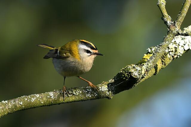 Sommergoldhähnchen " Männchen " | Foto: Copyright Andreas Schäfer