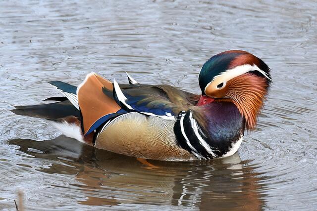Mandarinente " Männchen " | Foto: Copyright Andreas Schäfer
