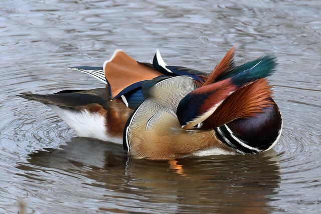 Mandarinente " Männchen " | Foto: Copyright Andreas Schäfer