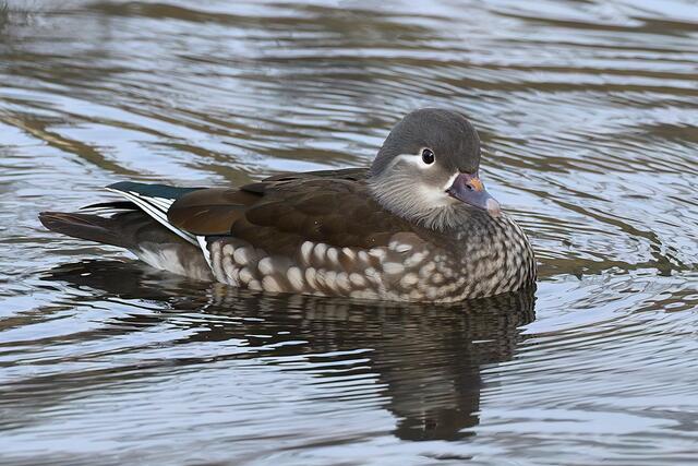 Mandarinente " Weibchen " | Foto: Copyright Andreas Schäfer
