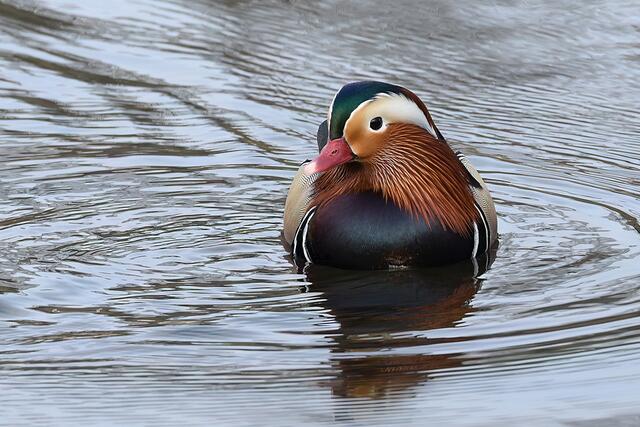 Mandarinente " Männchen " | Foto: Copyright Andreas Schäfer