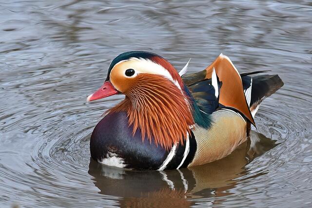Mandarinente " Männchen " | Foto: Copyright Andreas Schäfer