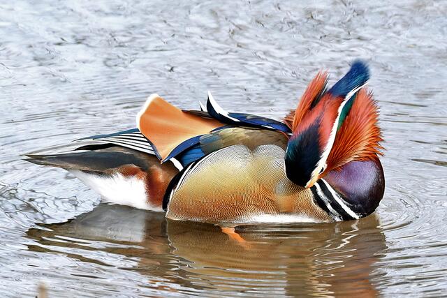 Mandarinente " Männchen " | Foto: Copyright Andreas Schäfer