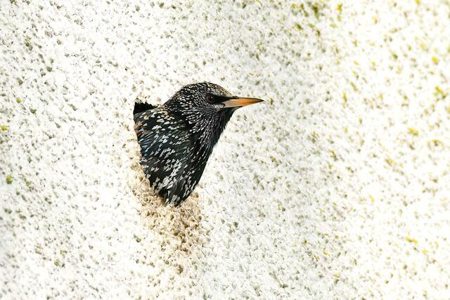 Ein Star in der Hausfassade | Foto: Copyright Andreas Schäfer