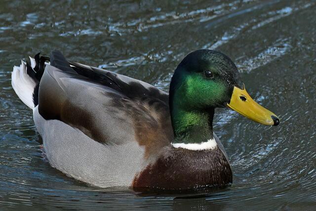 Stockente " Männchen " | Foto: Copyright Andreas Schäfer